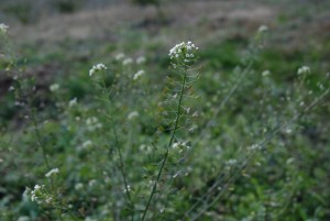 �G�߂͂���H�̉�