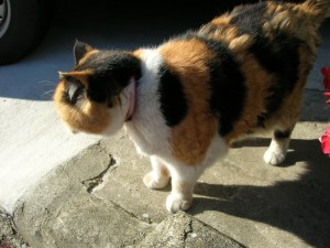 ��������