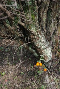 ���ꂾ���k������Ɖ��̎ʐ^���ǂ��������(--;