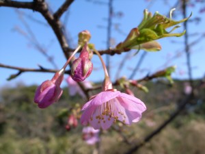 �쒹�ώ@�ɂ̂Ђ����