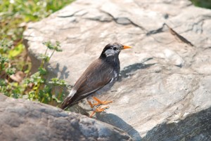 ���N�h��