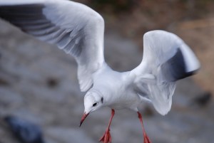 ��肩����