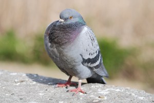 �}�b�`���}��