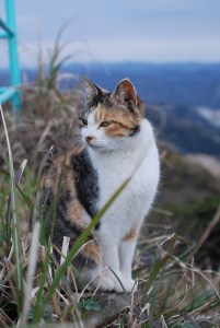 ���R�̃l�R