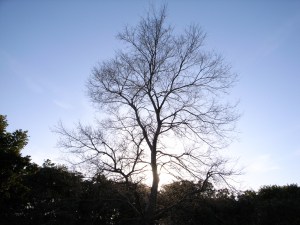 ����΃S�[�X�g&�t���A