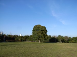 ���̖؂Ȃ�̖�