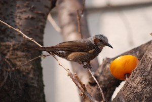 �q���h��