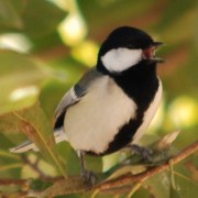 �g���~���O�摜