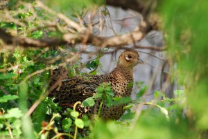 ���{�̍���