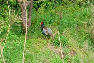 �Y�̃L�W@�s��