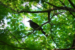 �q���h��