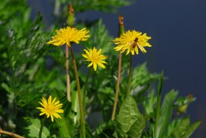 �|���^�^�ƃn�`