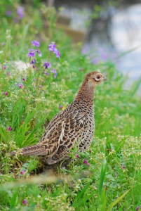 ���̃L�W@�s��