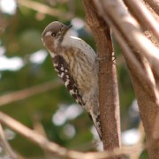 �g���~���O�摜