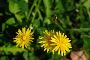 �V���n�J��