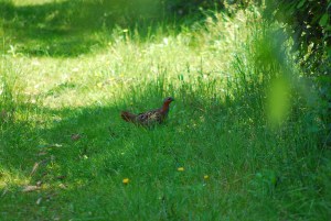 �R�W���P�C