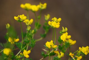 �^�C�g���Ɗ֌W�Ȃ�