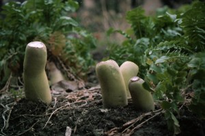 �Ȃ����_�C�R��(^^)