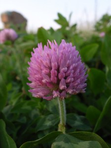 �G�����Ă��ꂢ