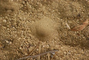 �E�`�̓c�ɂł̓A���W�S�N���f�{�T���ƌĂ�