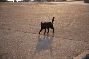 久しぶりのネコ写真 久しぶりのネコ写真