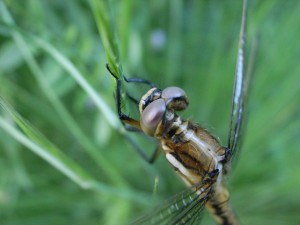 GRDで接写、凄くね?(^^) GRDで接写、凄くね?(^^)