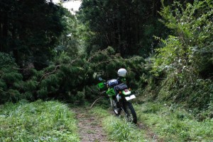 倒木で通行止 倒木で通行止