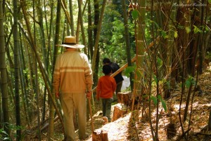 たけのこ掘り たけのこ掘り
