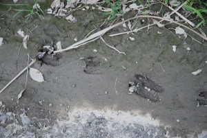 イノシシの足跡