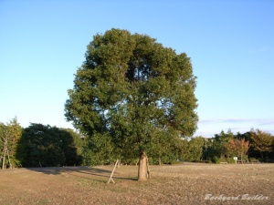 公園の木 公園の木