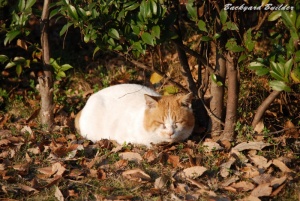 にゃんこ にゃんこ