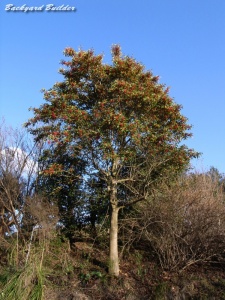 この木なんの木