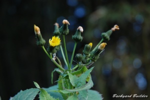 冬の雑草 冬の雑草