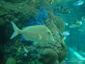 ニューオリンズの水族館の鯛 ニューオリンズの水族館の鯛
