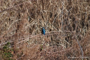 カワセミ カワセミ