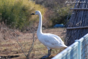 あふらーっく! あふらーっく!