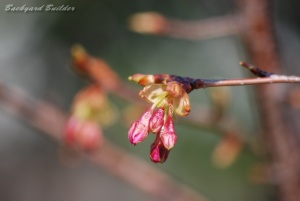 春の足音 春の足音