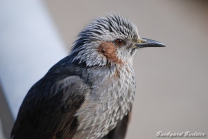 ヒヨドリ ヒヨドリ