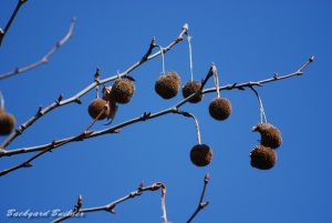 何の木? 何の木?