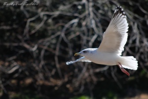 セグロカモメ セグロカモメ