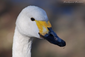 あーふらーっく
