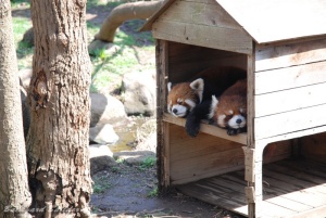 レッサーパンダ