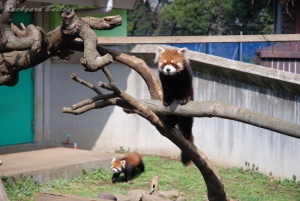 レッサーパンダ