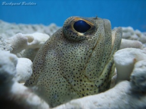 ジョーフィッシュ