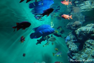 ナポレオンフィッシュ