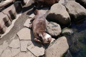 かわうそのランディ
