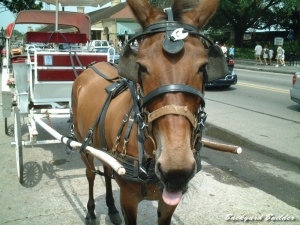 ニューオリンズのお馬さん
