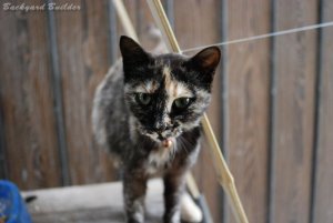 実家のにゃんこ