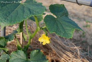 きゅーり(婦人)