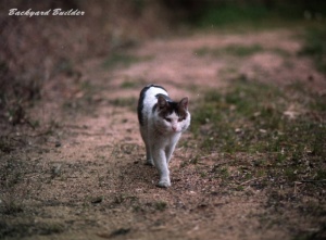 エコのために歩くタマ